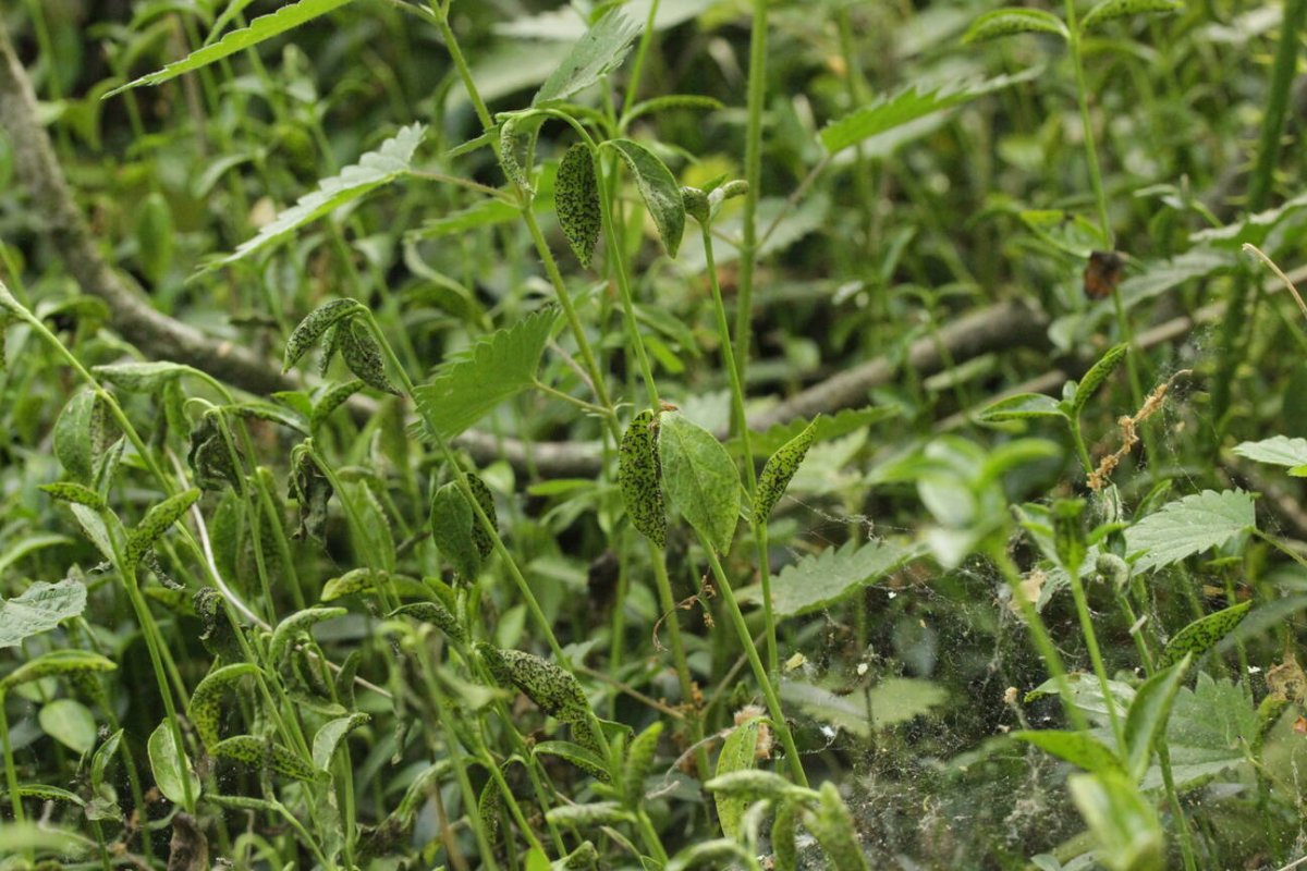 Stadtwald Mülheim-0013.jpg