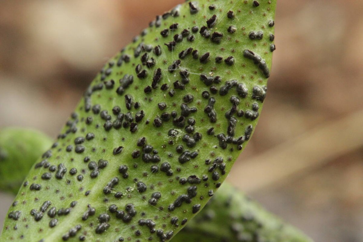 Stadtwald Mülheim-0014.jpg