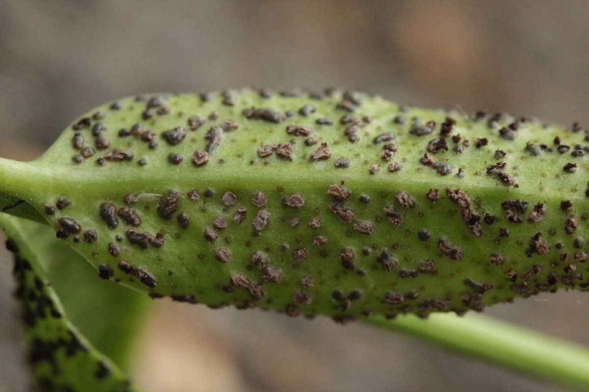 Stadtwald Mülheim-0015.jpg