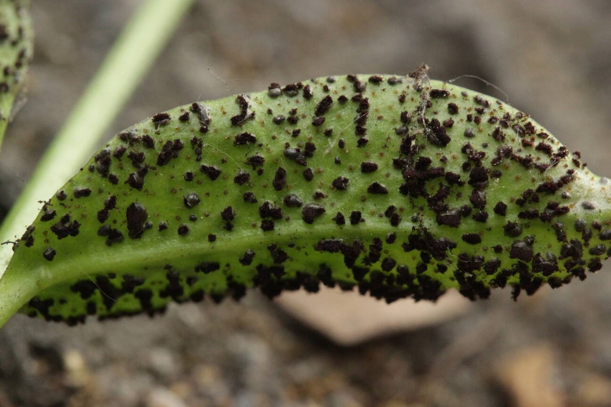 Stadtwald Mülheim-0016.jpg