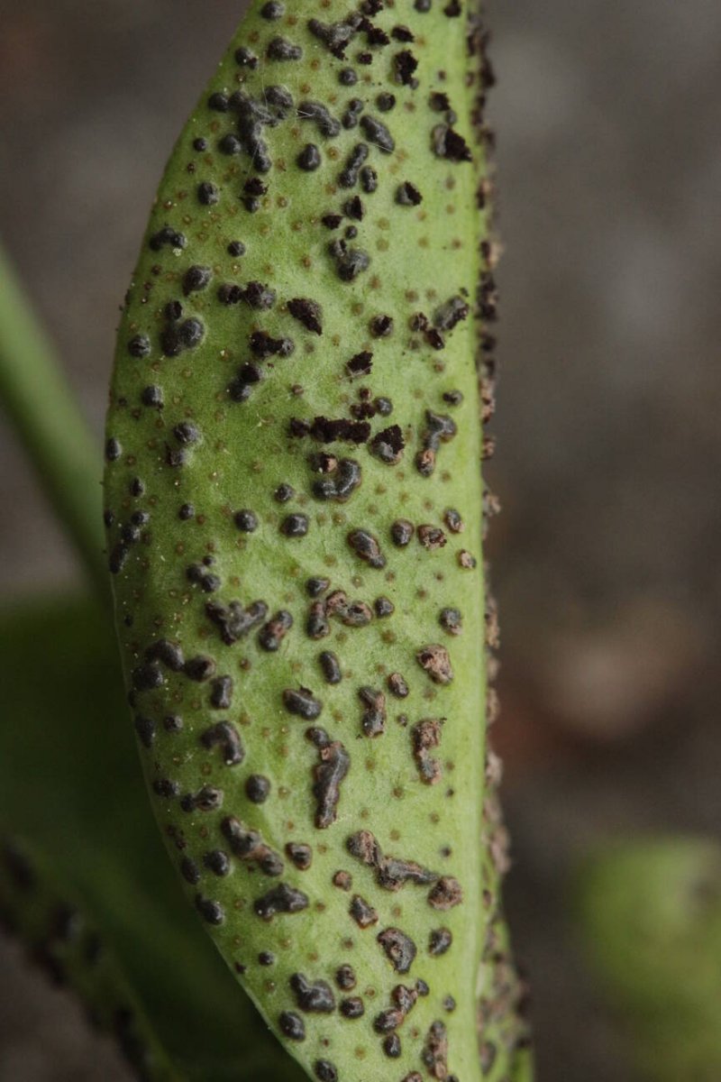 Stadtwald Mülheim-0018.jpg