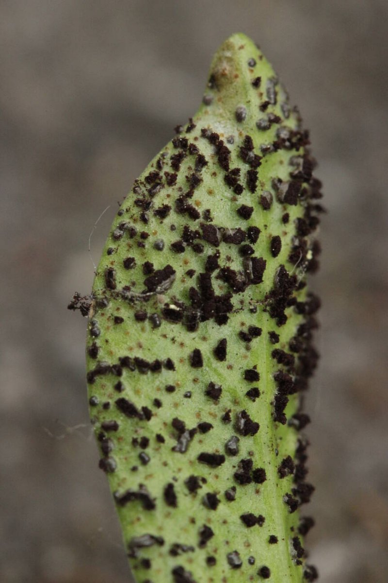 Stadtwald Mülheim-0019.jpg