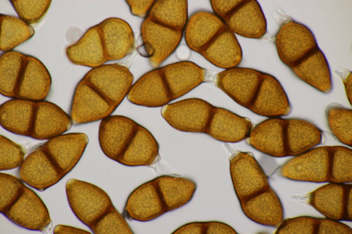 Stadtwald Mülheim-0043.jpg