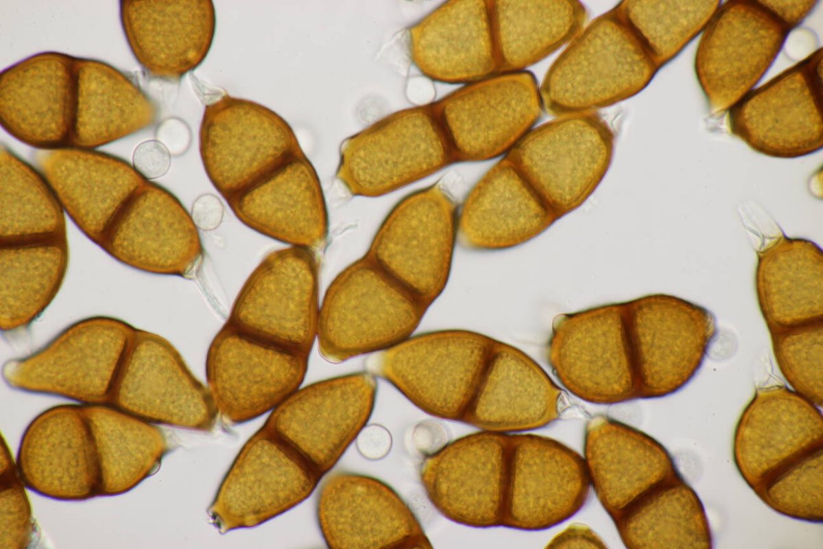 Stadtwald Mülheim-0044.jpg