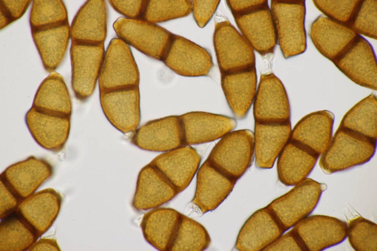 Stadtwald Mülheim-0046.jpg