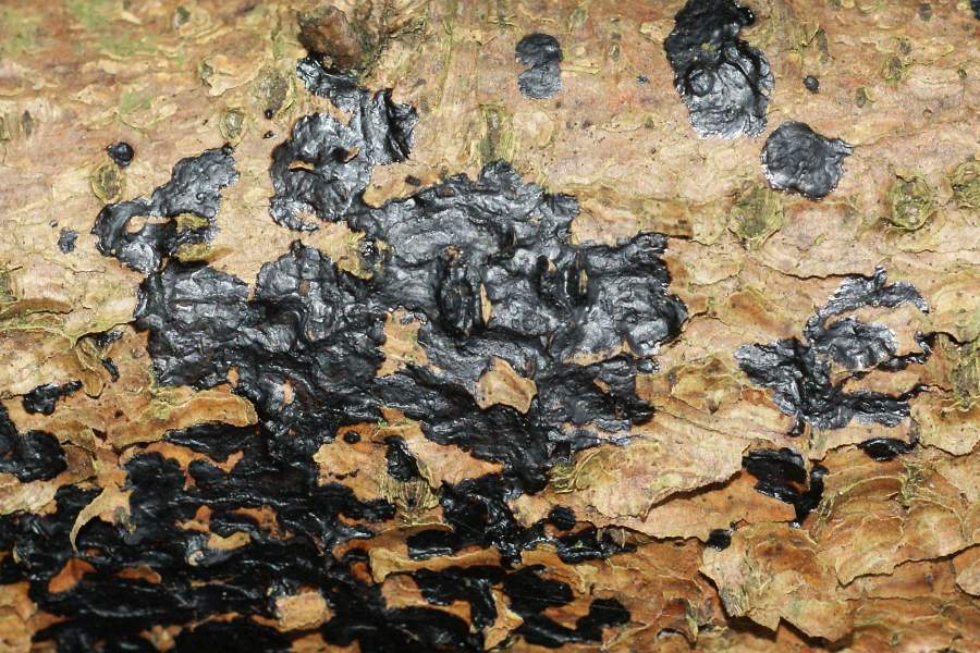 2009-02-26 #1357-w Teerflecken-Drüsling.jpg