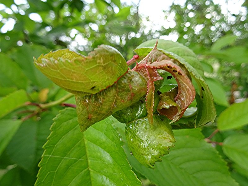 DSC04771 Ausschnitt, Schärfe, klein.jpg