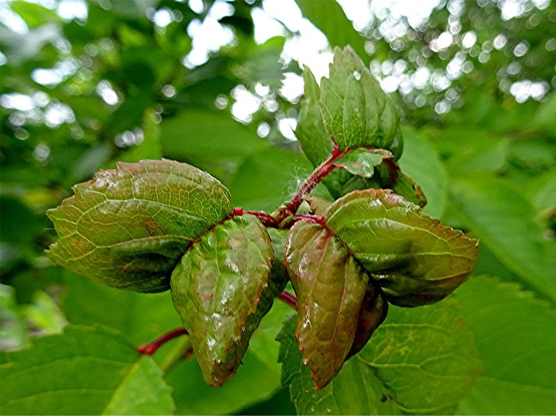 DSC04772 Ausschnitt, Helligkeit, Schärfe, klein.jpg