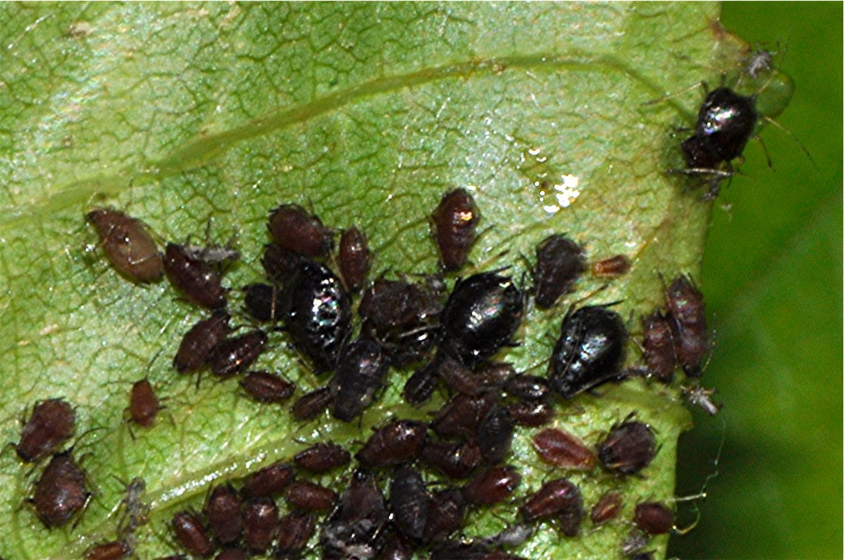 _DSC0291 Ausschnitt, Kontrast, Schärfe.JPG