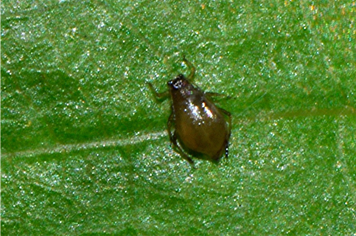 _DSC0279 Ausschnitt, Helligkeit, Schärfe.JPG