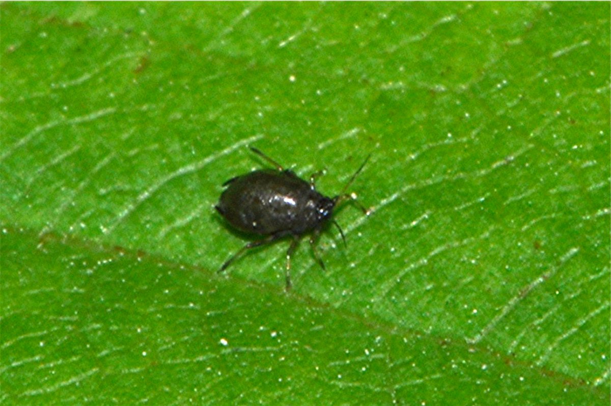 _DSC0289 Ausschnitt, Helligkeit, Schärfe.JPG