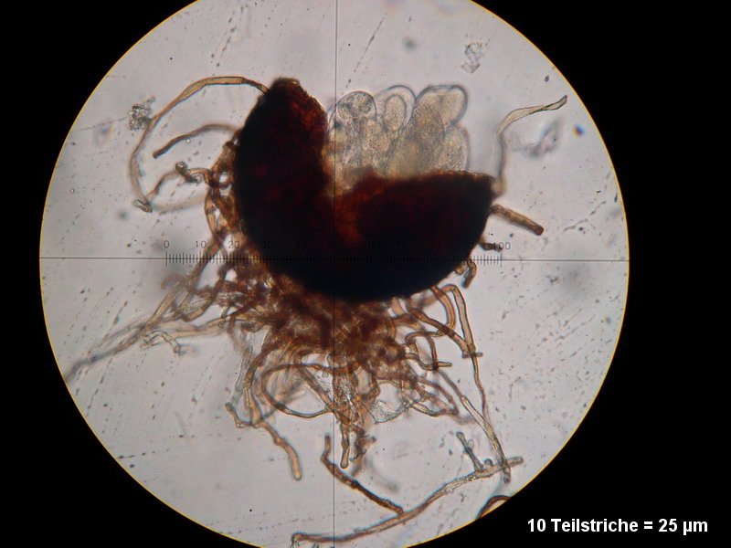 2-Golovinomyces cichoracearum var. cichoracearum-2.2.3.1b.1.5M1-Cirsium arvense.JPG