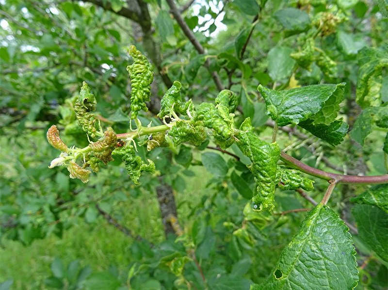 DSC04758 Ausschnitt, Helligkeit, Schärfe, klein.jpg