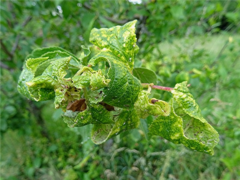 DSC04760 Ausschnitt, Helligkeit, Schärfe, klein.jpg
