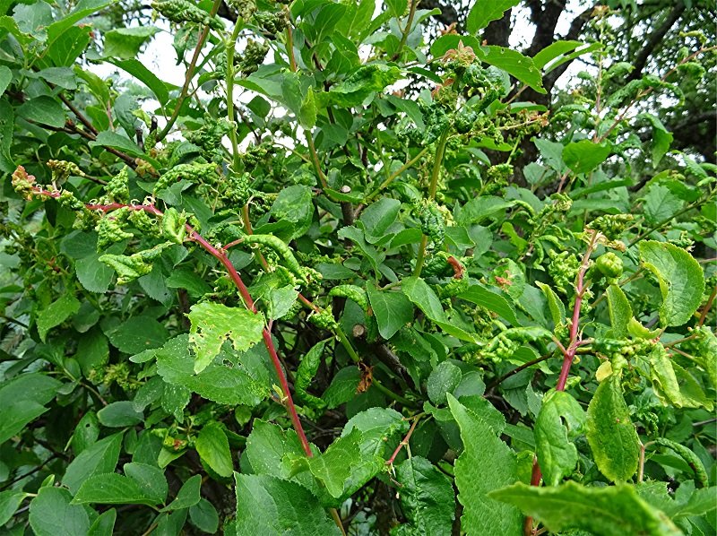 DSC04769 Ausschnitt, Schärfe, klein.jpg