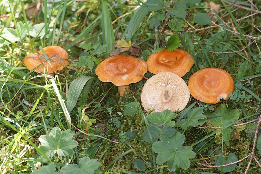 2009-09-18 #9560-w1 Milchlinge uner Fichte.jpg