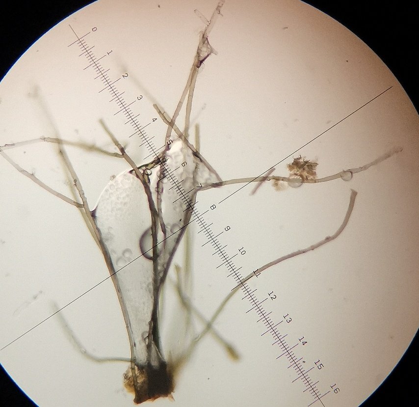 AUF PFINGSTROSE (9).jpg