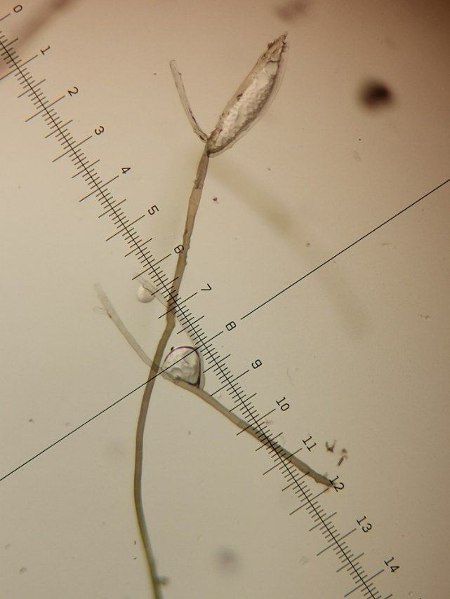 AUF PFINGSTROSE (8).jpg