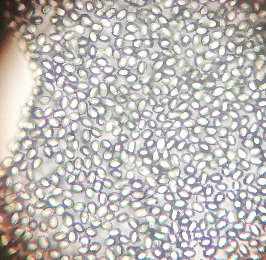 AUF PFINGSTROSE (6).jpg