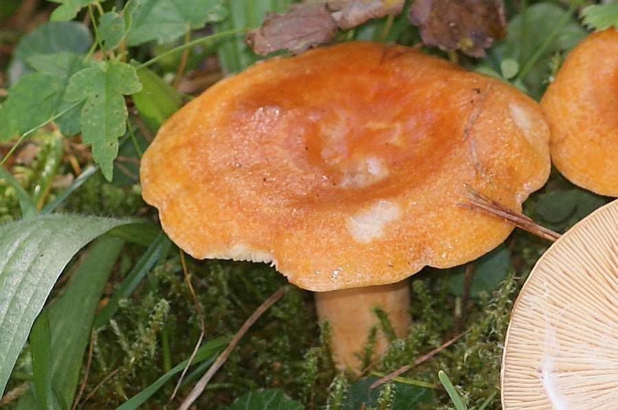 2009-09-18 #9560-w2 Milchlinge uner Fichte.jpg