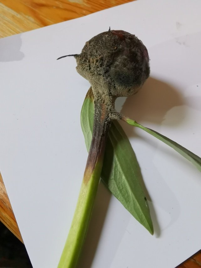 AUF PFINGSTROSE (1).jpg