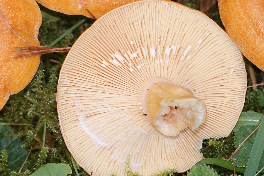 2009-09-18 #9559-w Milchling unter Fichte.jpg