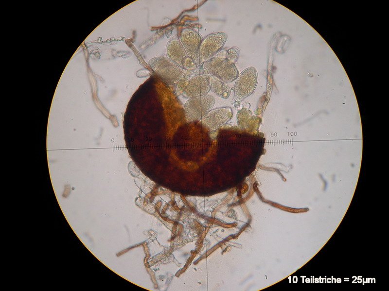 2-Golovinomyces cichoracearum var. cichoracearum-2.2.3.1b.1.5M5-Sonchus oleraceus.JPG