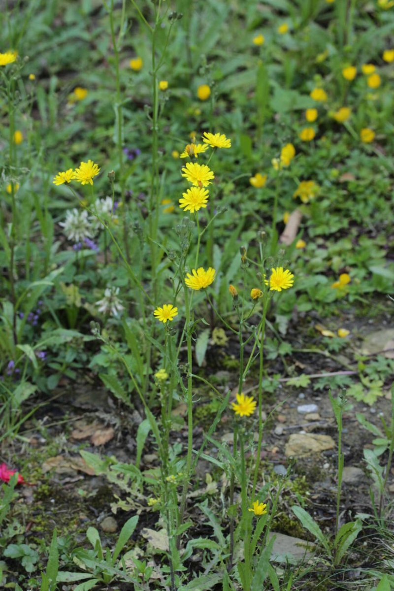Friedhof Remscheid-0002.jpg