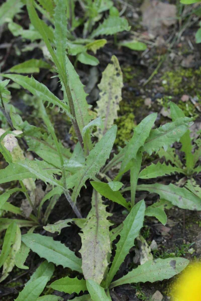 Friedhof Remscheid-0004.jpg