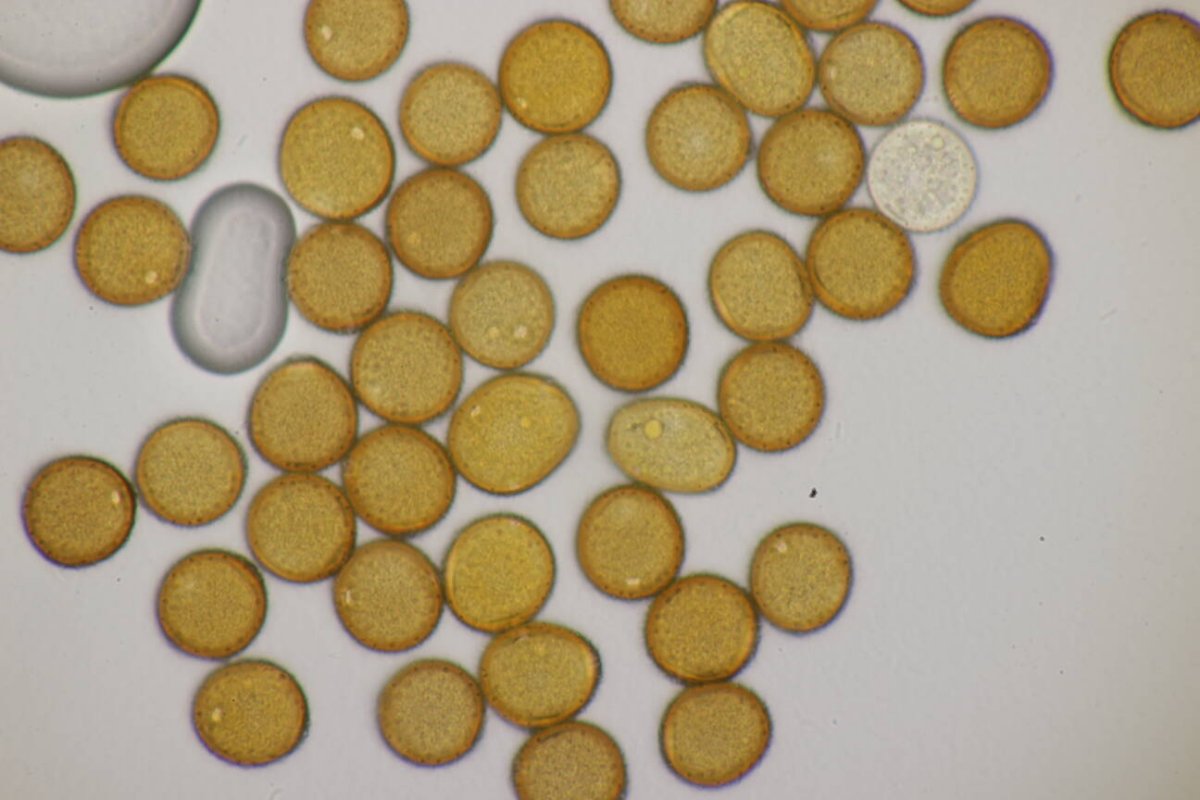 Friedhof Remscheid-0056.jpg