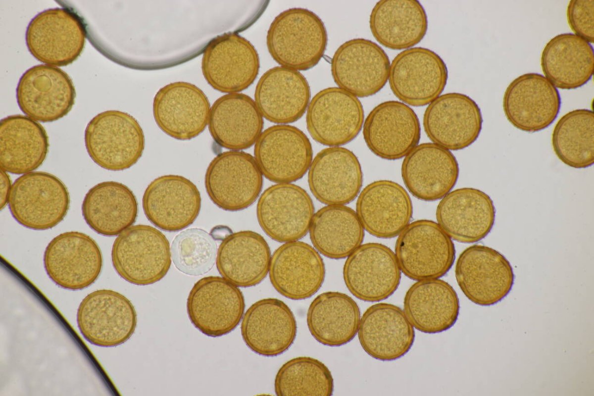 Friedhof Remscheid-0058.jpg