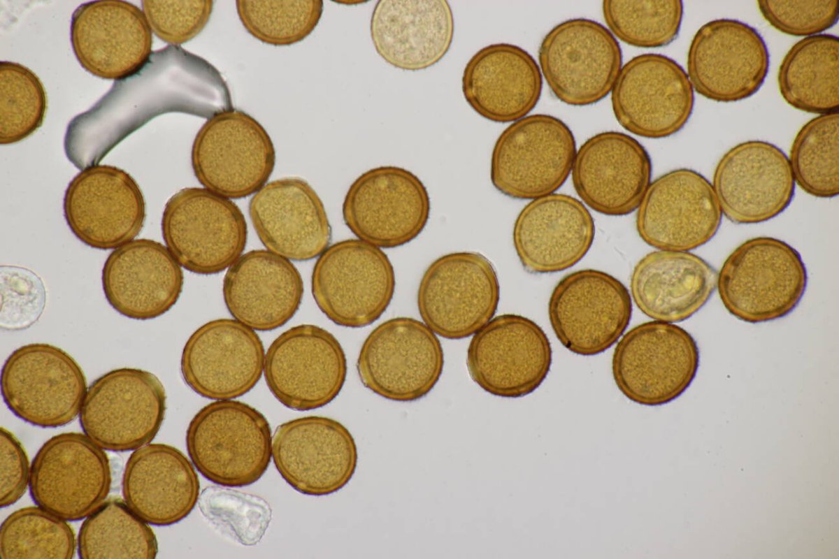 Friedhof Remscheid-0059.jpg