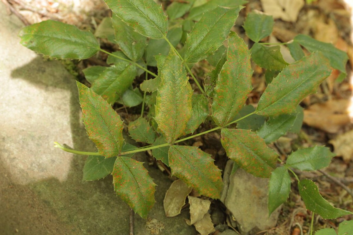 Friedhof Remscheid-0011.jpg