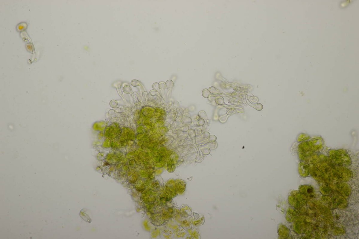 Friedhof Remscheid-0024.jpg