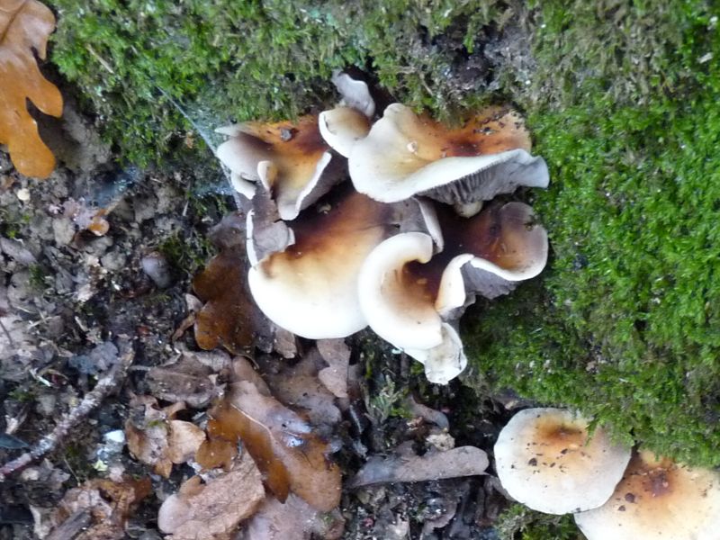 P1000676.Pilz auf Eiche 800.JPG