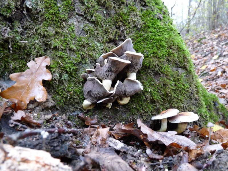 P1000677Pilz auf Eiche 800.JPG