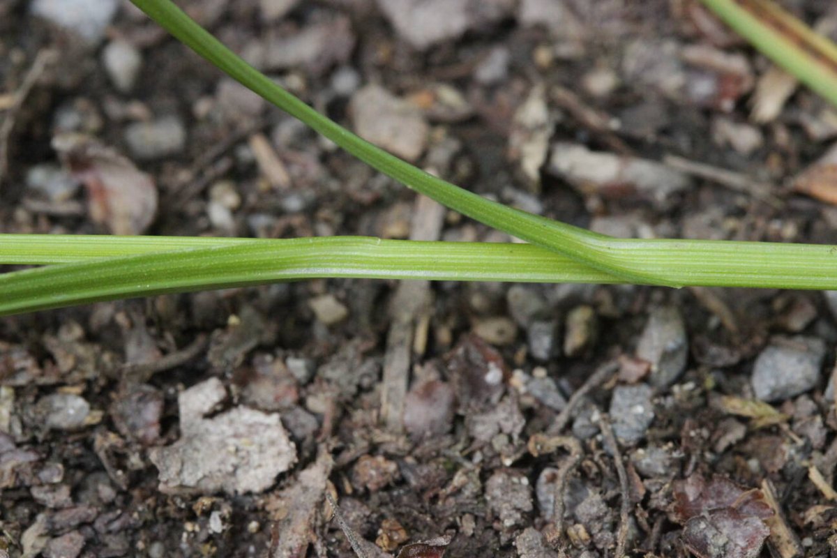Alter Friedhof-0003.jpg