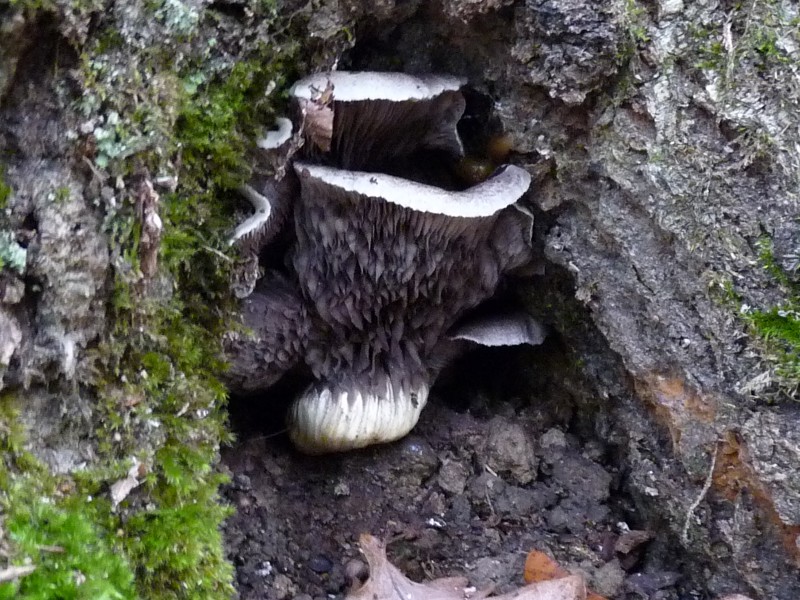 P1000682Pilz auf Eiche800.JPG