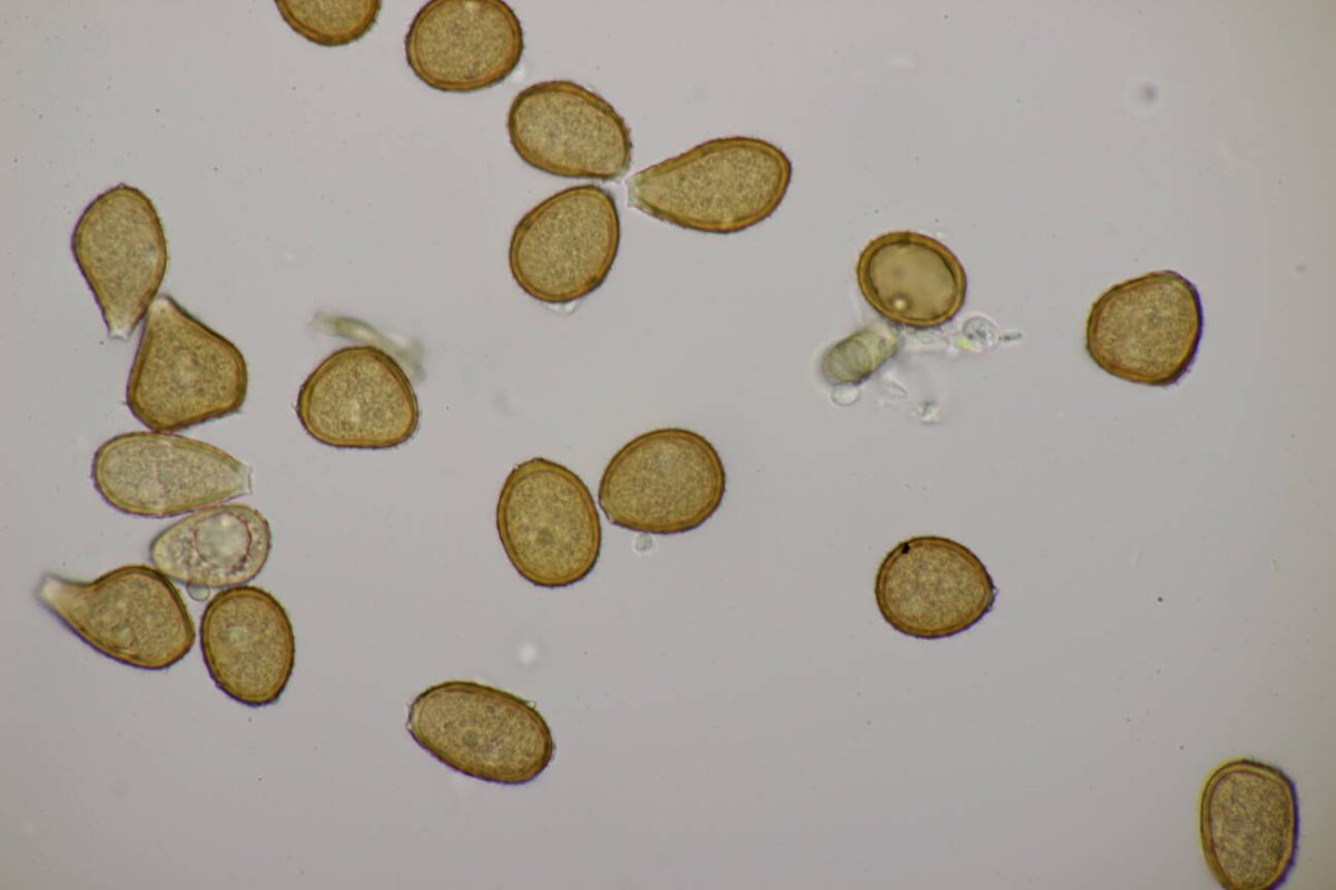 Alter Friedhof-0006.jpg