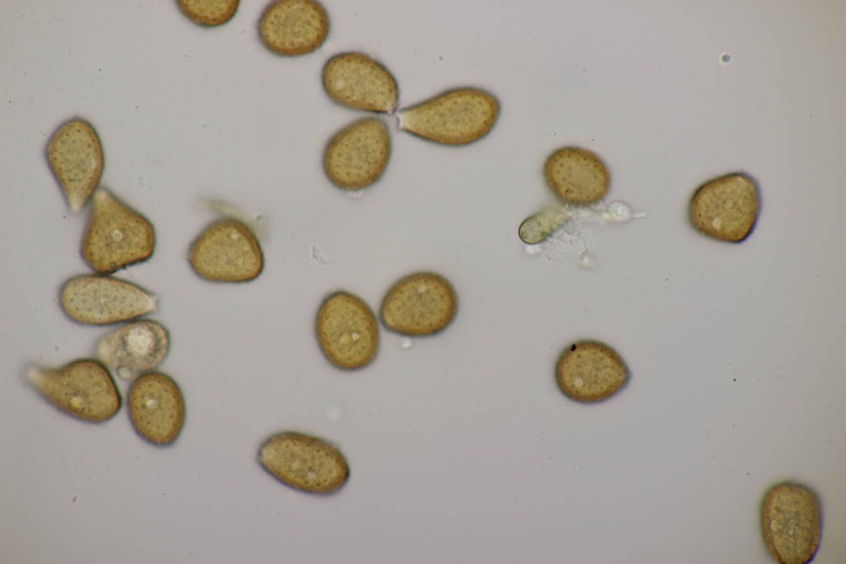 Alter Friedhof-0007.jpg