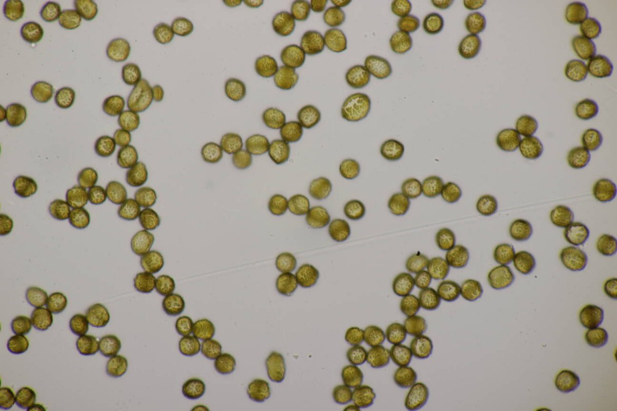 Bad Münster-0099.jpg