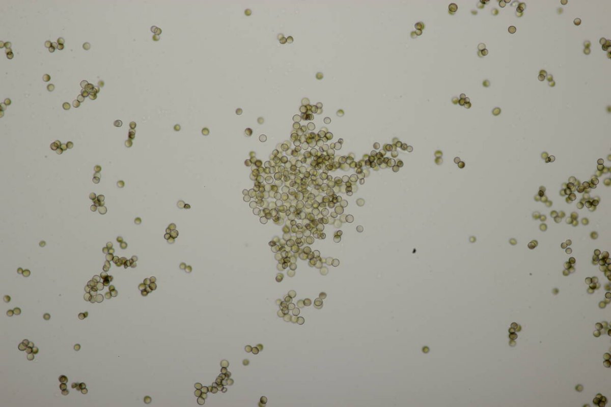 Bad Münster-0102.jpg