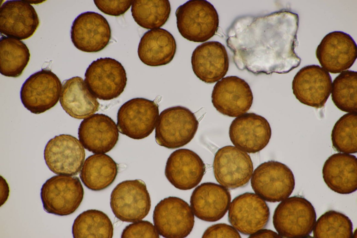 Bad Münster-0092.jpg