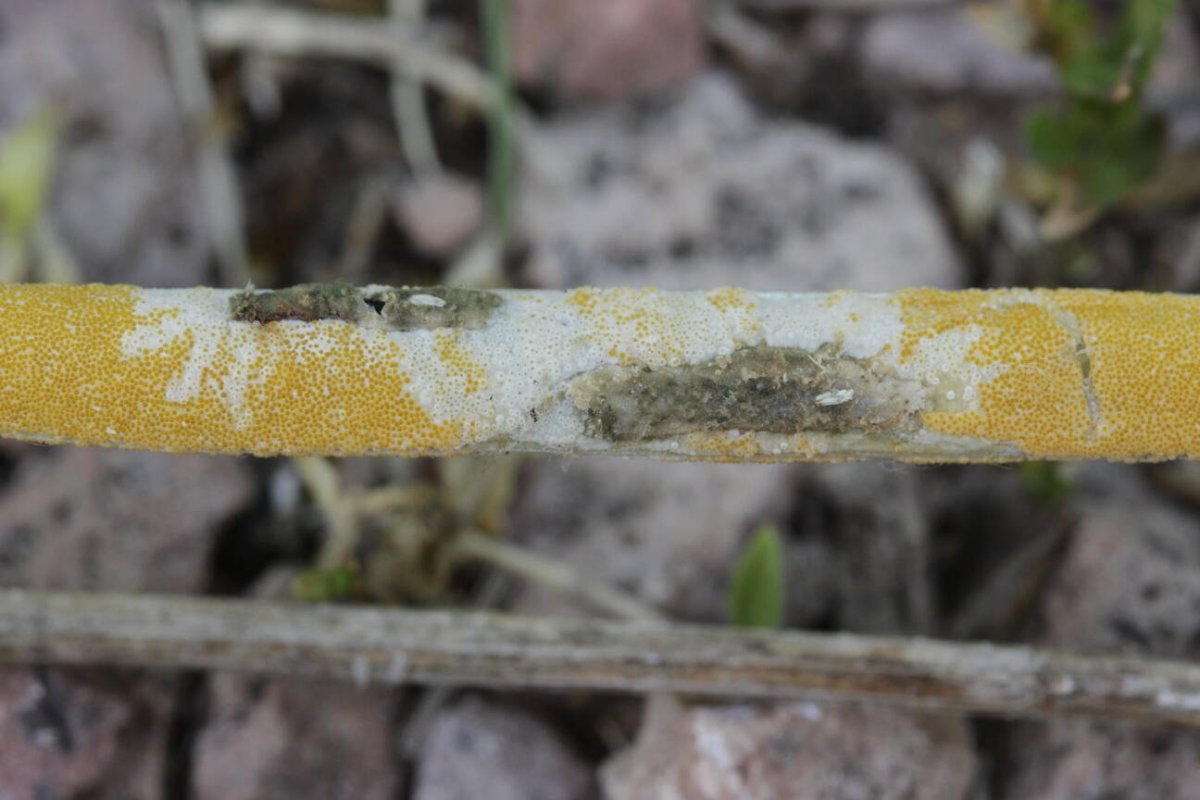 Bad Münster-0027.jpg