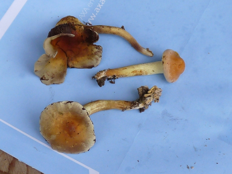 Stiele mit Hut Gruppe 0,1,2