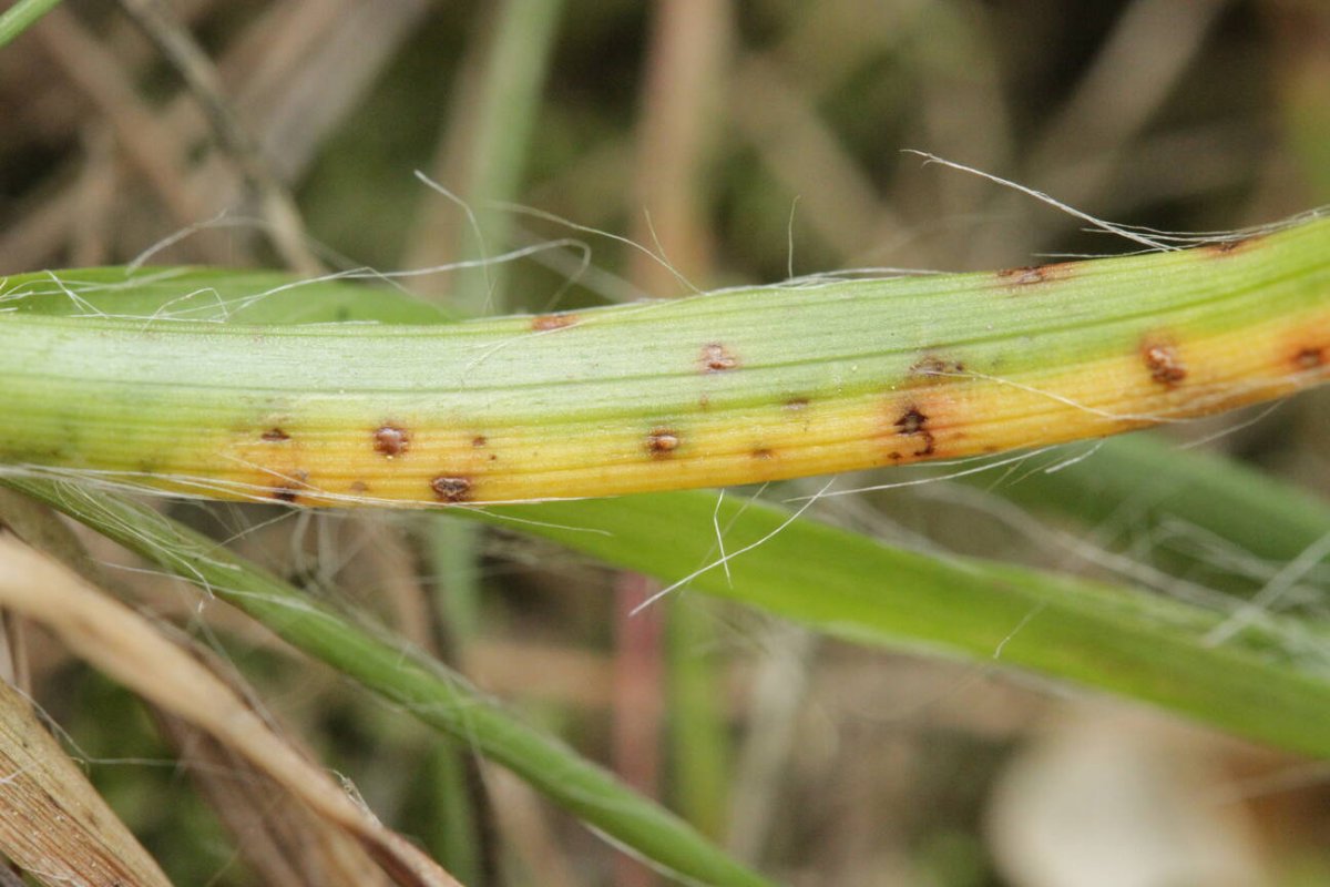 Bad Münster-0001.jpg