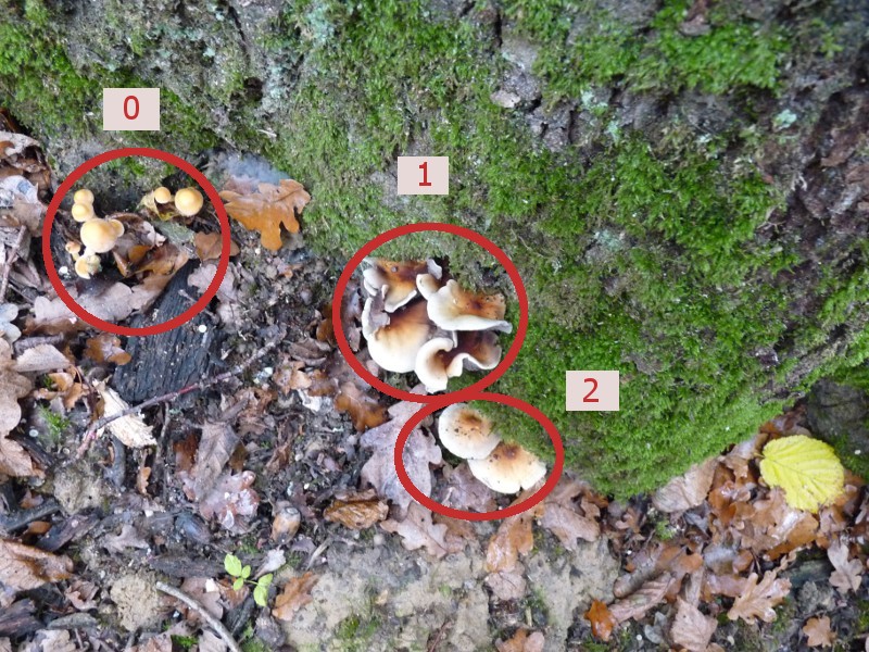 P1000679Totale beschr..JPG