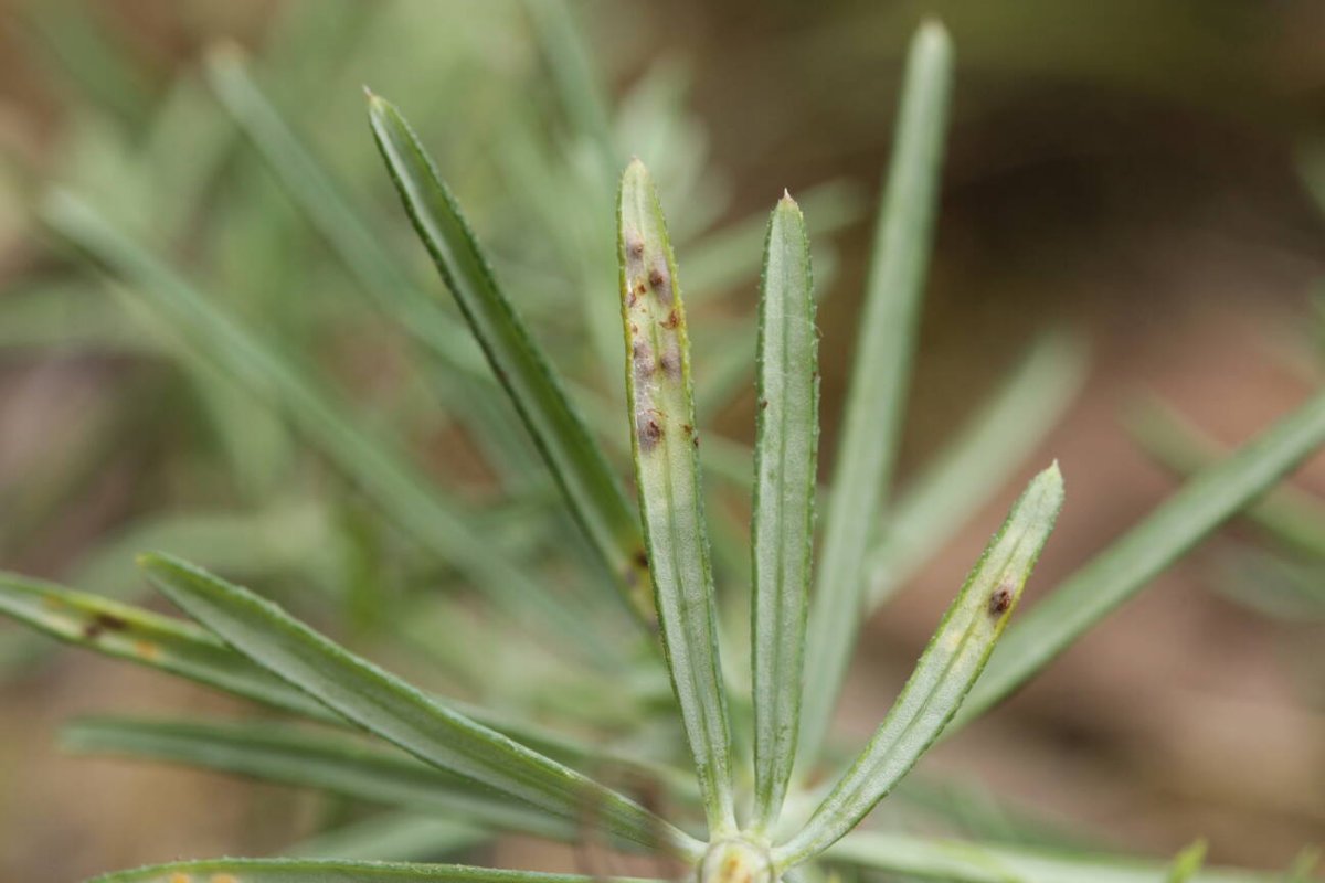 Bad Münster-0008.jpg