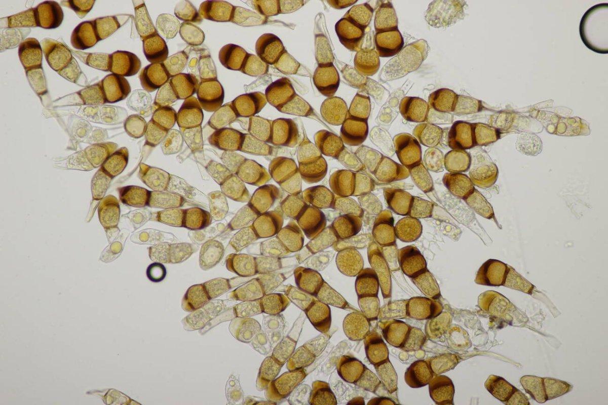 Bad Münster-0196.jpg