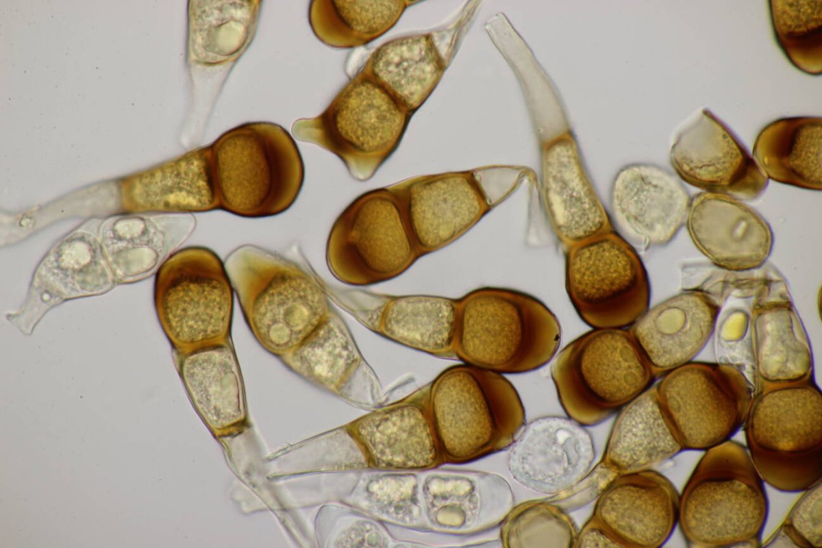 Bad Münster-0199.jpg